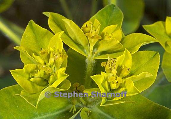 euphorbia oblongata 5 graphic